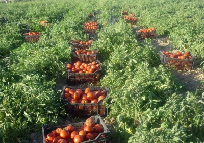 اهدا یک و نیم تن محصول گوجه‌فرنگی به نیازمندان بشاگرد