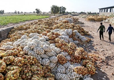 بازار خراب محصولات کشاورزی در جنوب کرمان