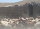 کشف ۲۵ رأس گوسفند قاچاق در بندرلنگه