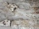 کشف بقایایی دایناسورها  در کرمان