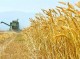 پیش‌بینی برداشت ۱۲۰ هزار تن گندم در جنوب کرمان