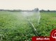 موفقیت طرح آبیاری قطره‌ای در مزارع هندوانه جنوب کرمان