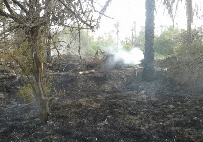 سه هکتار از نخلستان های میناب در آتش سوخت