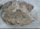 کشف بقایای جانور عظیم الجثه باستانی نادر در بیله سوار‌